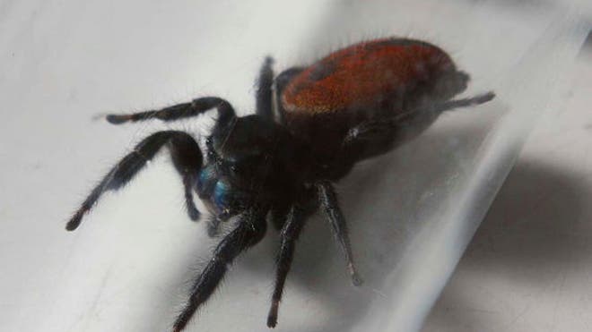spidernaut-dies-smithsonian