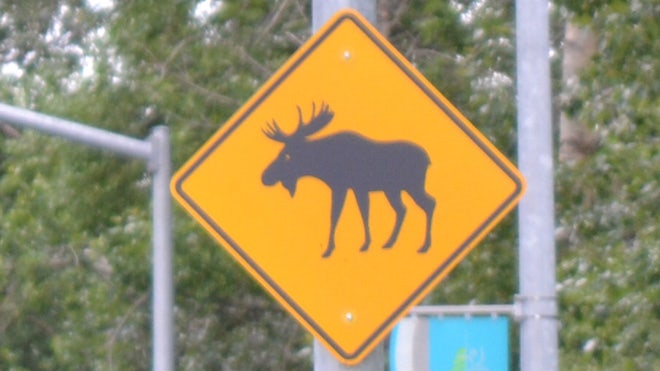 alaska_moosecrossing.jpg