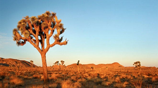 palmspring_joshuatree.jpg