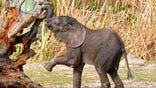 1_lowry_park_zoo.jpg