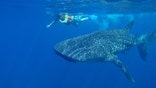 Central-America-Mexico-Whale-Sharks-5-underwater.jpg