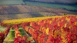 healdsburg_istock.jpg