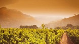 istock_Napa_valley.jpg