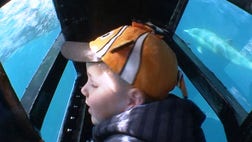 >Sharks and whales and manatees—oh my! For a kid fascinated by marine life, there’s nothing more exciting than interacting with a finned friend in its natural habitat. Got a water baby in your family? Here are four encounters that let you get up-close and personal with some not-so-scary sea creatures.