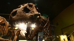 >Gargantuan skeletons, fossil digs, and even footprint tracking.