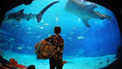 Every year, millions of us come face-to-face with stingrays, squid, and sharks—and we do it without ever leaving dry land.