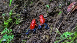 Costa Rica is a biogeographical bridge bursting with life and natural wonders.