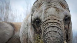 Three African elephants, Iringa, , Toka, , and Thika, , are being retired from the Toronto Zoo and moved to PAWS' ,-acre sanctuary in San Andreas. But to get there they'll have to fly.