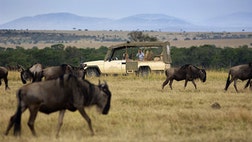 On the great continent of Africa, you can hear a lion's roar echo throughout the savanna or admire majestic grasslands atop a mountain that few mortals would dare climb.