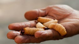 >Bad tips abound when it comes to staying alive in the wilderness.