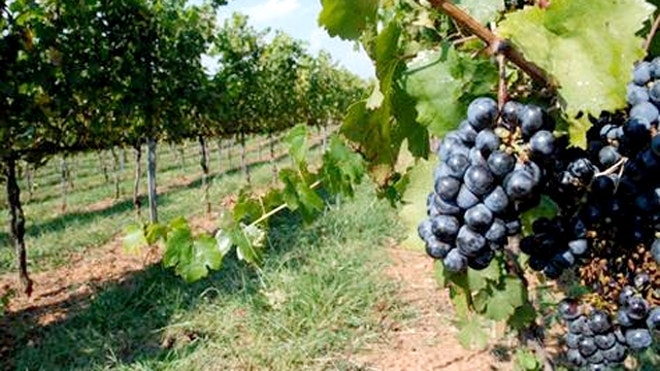 GrapesVineyard.JPG