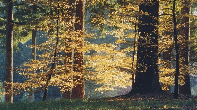 Hoyt_Arboretum.jpg