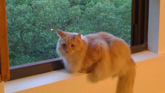 JACKTHECAT2.jpg