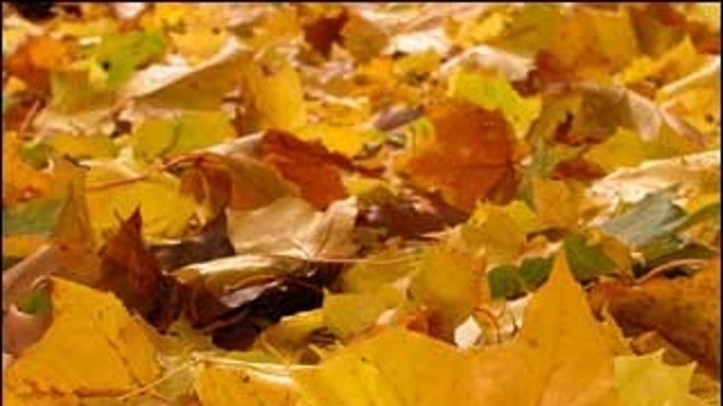 fallleaves.JPG