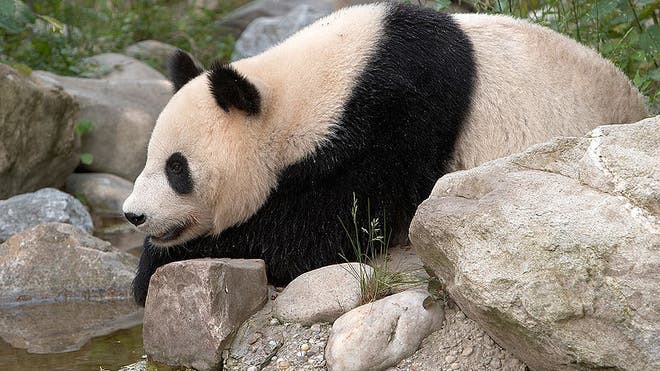 zoo_Vienna.jpg