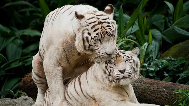 zoo_singapore.jpg