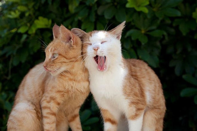 obamacare failure ad nauseam cat deserved thisnbsp guy bored death obamacare failure ad nauseam cat deserved thisnbsp guy bored death