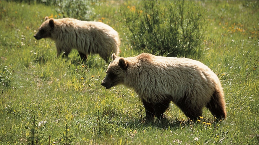 2Yellowstonewildlife.jpg