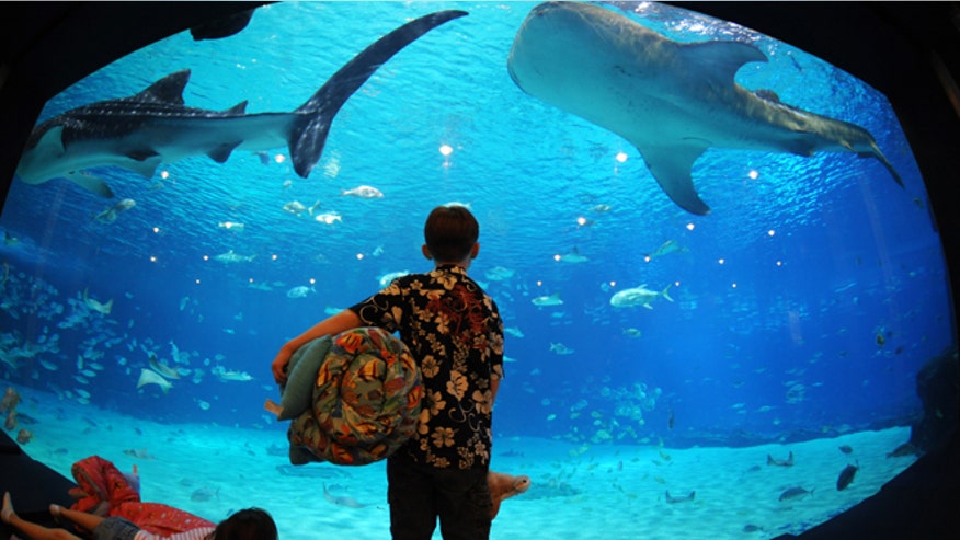GeorgiaAquarium_SleepoverWhaleSharks.jpg