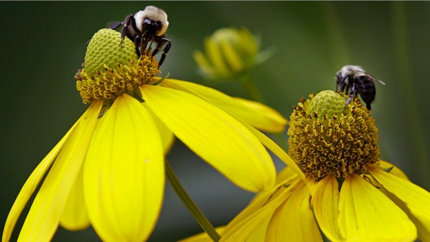 NCDailyLifebees.jpg