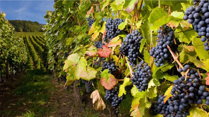 Vineyard-1-Istock-540300wrgwgw.jpg