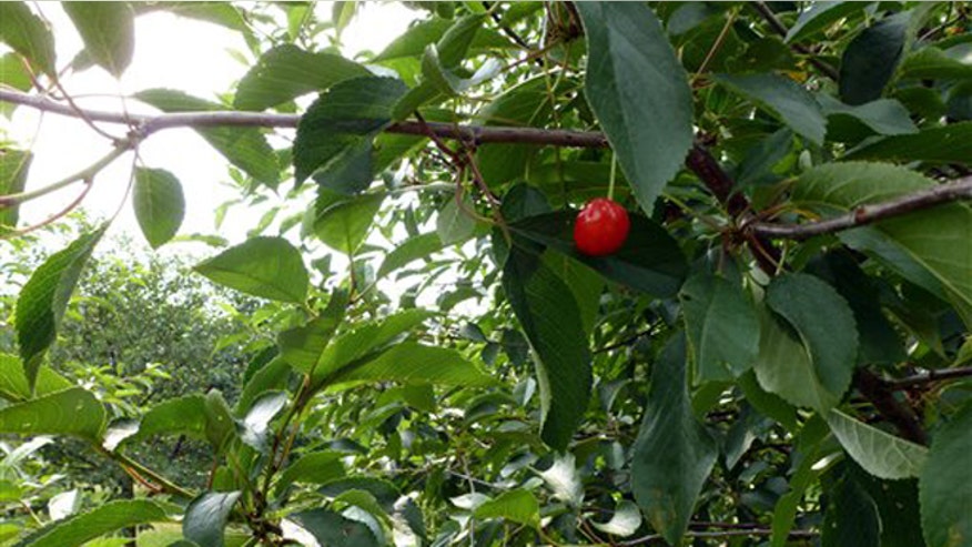 apcherry.jpg
