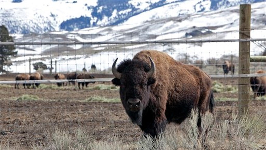 bison.jpg
