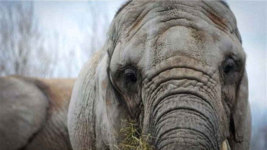elephant_plane.jpg
