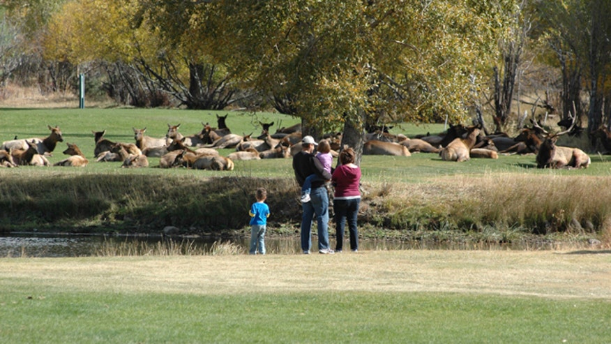 elk.jpg