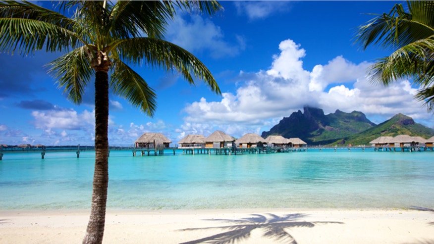 istockvacationpalmtree.jpg