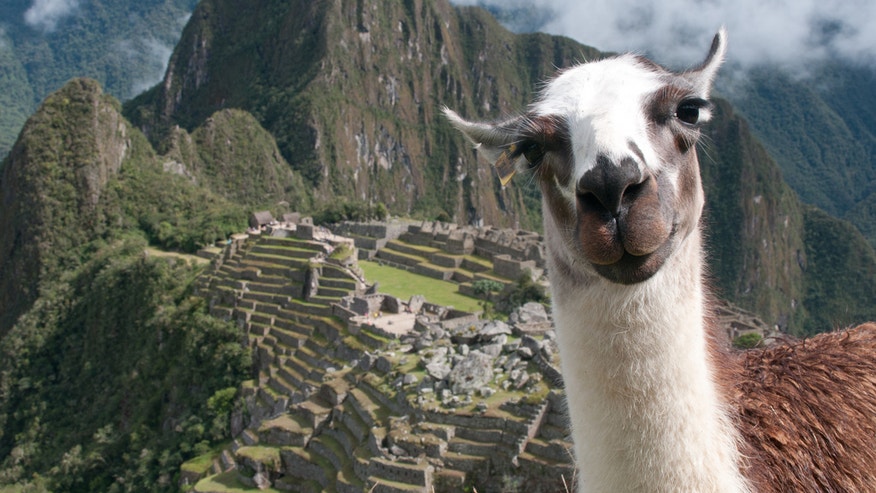 llama.jpg?ve=1&tl=1