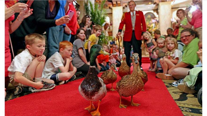 peabodyducks.jpg
