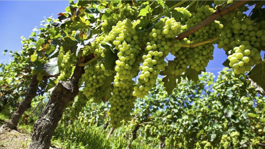 vineyard_istockfafd.jpg