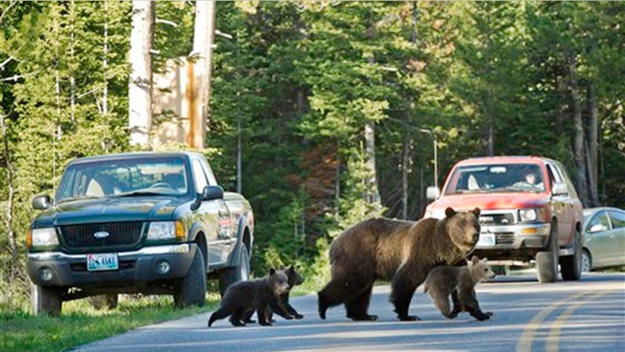 yellowstong_bear.jpg