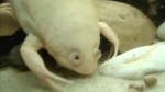 African frogs once imported to laboratories and hospitals around the world may have carried with them a devastating fungal infection thought to be responsible for a rapid, global decline in amphibians, according to new research.