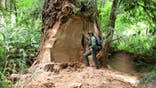 Poachers targeting California's redwoods to feed drug habits