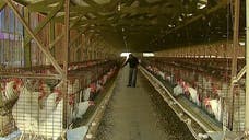 Rep. Steve King is trying to battle a California law that requires egg producers from other states to comply with its standards if they wish to sell their product in the Golden State.
