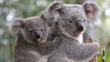 Did you know that dragonflies can become obese, koalas get Chlamydia and cancer dates back to the dinosaurs? In fact, animals suffer from a lot of the same medical maladies as humans