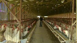 Rep. Steve King is trying to battle a California law that requires egg producers from other states to comply with its standards if they wish to sell their product in the Golden State.