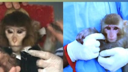 One of two official packages of photos of Iran's famed simian space traveler depicted the wrong monkey, but a primate really did fly into space and return safely to Earth, a senior Iranian space official confirmed Saturday.