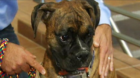 Cancer is a devastating disease, and not just for humans. It is the number one cause of death in dogs over the age of two