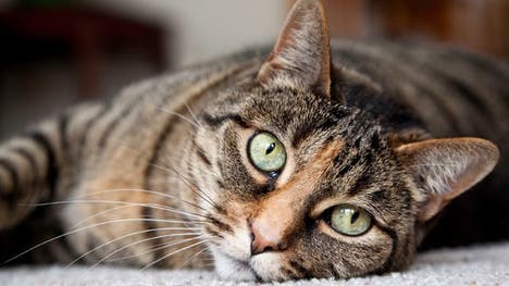 If your cats resist cuddling, it may be for good reason. New research suggests petting might stress out some felines.