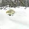 Bald eagle protects eggs, braves snowstorm