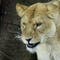 American woman killed in lion attack at South Africa animal park