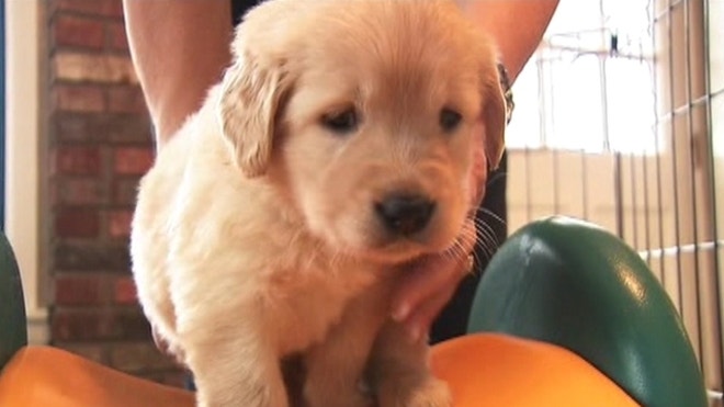 121910_edge_puppy_FNC_121910_11-12.jpg