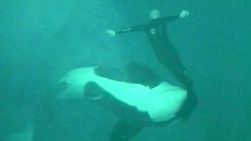 Video shows life-and-death struggle during Sea World killer whale