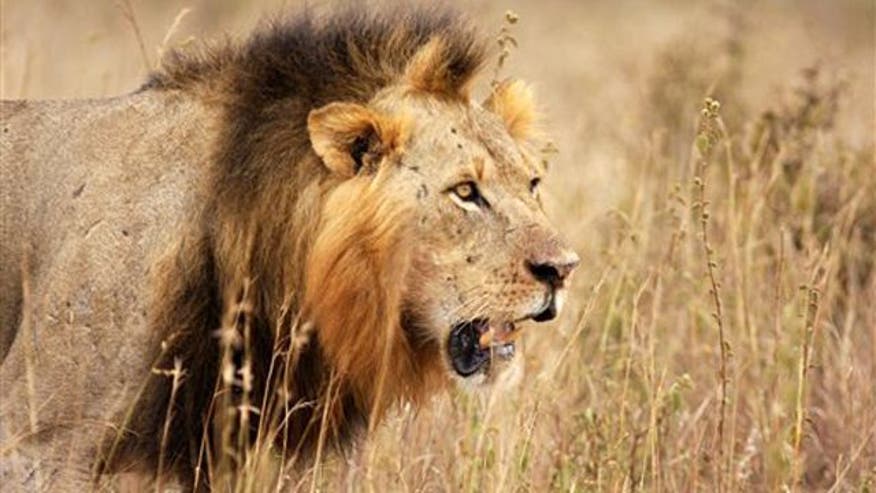 Male lion shot dead was not Cecil the lion&rsquo;s companion, Jericho - Zimbabwe to press for extradition of hunter who killed Cecil the lion