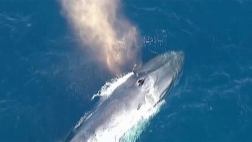Blue whale tangled in line off California coast - VIDEO: Beluga steals show at press conference