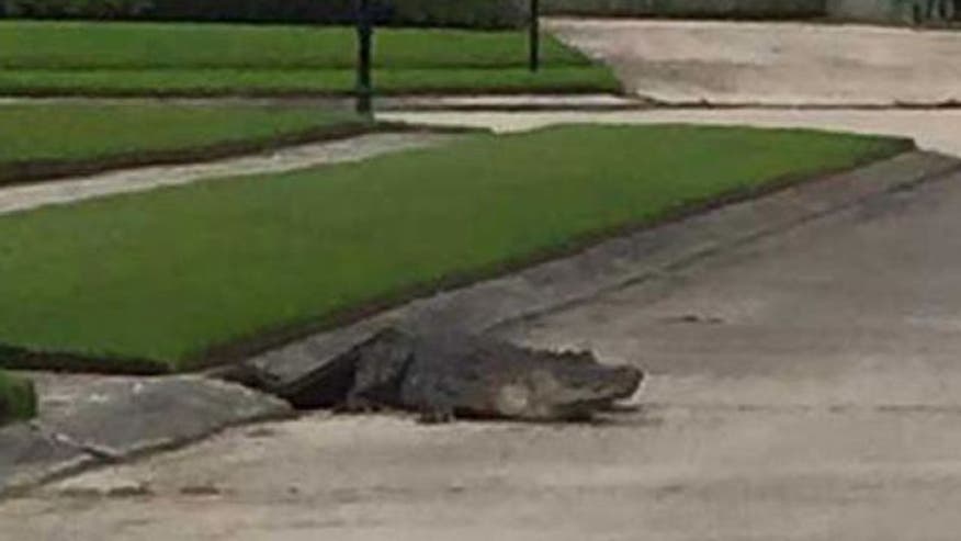 Louisiana homeowners watch gator crawl out of storm drain in middle of block - VIDEO: 10-foot- alligator wanders through Louisiana neighborhood