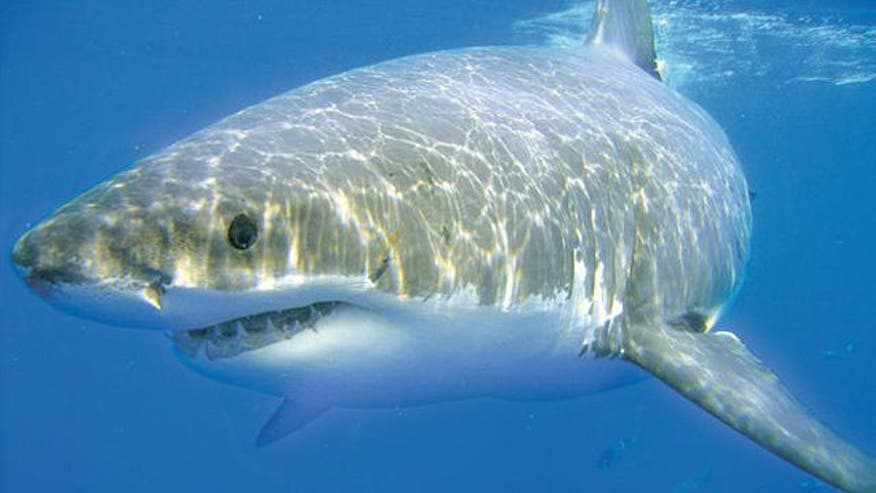 Study finds more sharks than ever swimming in waters along the East Coast